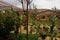 Yard with many exotic plants