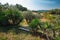 Yard with trees and palms / palm trees, summer mediterranean climate