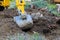 Yard work bulldozer clearing land from old trees, roots and branches with backhoe machinery