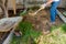 Yard worker shovels grass sod into a wheel barrel