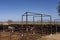 Yarded beef cattle waiting for transport.