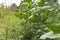 Yardlong bean plant saplings in agricultural farms, Asia Thai farmer, plant growth, farming agricultural concept