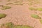 Yareta, Azorella compacta on altiplano desert red dry soil