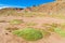 Yareta, Azorella compacta plant on altiplano desert red dry soil