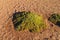 Yareta, Azorella compacta plant on altiplano desert red dry soil