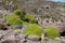 Yareta or Azorella compacta plant in high mountains of South America altiplano