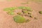 Yareta plant, Azorella compacta growing on altiplano