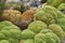 Yareta plant (Azorella compacta) in salar de surire national park
