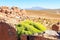 Yareta Plant, Valley of Rocks, Uyuni, Bolivia