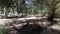 The Yarkon River flows between eucalyptus trees in the Tel Afek Nature Reserve - Israel bloc