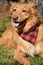 Yarmouth Toller Dog with a Buffalo Plaid Bandana