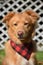 Yarmouth Toller Dog Wearing a Plaid Bandana