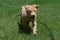 Yarmouth Toller Puppy Dog Running Through Grass on A Leash