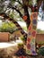 Yarn-bombed tree with brightly colored fabric wrap