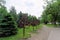 Yaroslavl, Russia. - June 3.2016. Trees of Love are metal artificial trees on the branches of which young couples are hanging lock