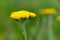 Yarrow Achillea Filipendulina Flower Detail