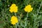 Yarrow Achillea Filipendulina Flower Detail