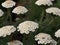 Yarrow (Achillea millefolium)