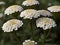 Yarrow (Achillea millefolium)