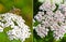 Yarrow (Achillea millefolium)