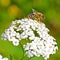 Yarrow (Achillea millefolium)