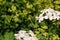 Yarrow, Achillea millefolium, or Cutting grass perennial herb. Medicinal, spicy, ornamental and honey plant