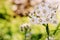 Yarrow, Achillea millefolium, or Cutting grass perennial herb. Medicinal, spicy, ornamental and honey plant