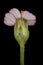 Yarrow (Achillea millefolium). Flowering Capitulum Closeup (Pink Form