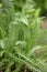 Yarrow, Achillea millefolium green leaves