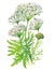 Yarrow (Achillea millefolium) plant isolated on white background. Generative AI illustration in realistic watercolor