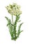 Yarrow Achillea millefolium on a white background