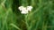 Yarrow with a beetle on it. Achillea millefolium.