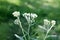 Yarrow blooming in the garden. Yarrow uses.