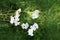 Yarrow blooming in the garden. Yarrow uses.