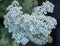 Yarrow Blooms Tightly Grouped At Multiple Levels