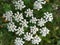 Yarrow - field flower