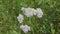 Yarrow flower healing herb on a green background