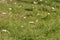 Yarrow flowers