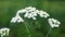 Yarrow flowers close up shot in bokeh style