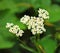 Yarrow flowers closeup on green background