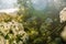 Yarrow in the frost and morning mist by the pond