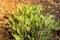 Yarrow green grass grow in a spring field, close-up. Perennial herbaceous grass. Herbal medicine: Achillea leaves