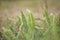 Yarrow green grass grows in a spring field, side view, close-up. Perennial herbaceous plant