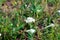 Yarrow grows on a meadow in the natural environment