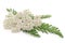 Yarrow herb