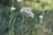 Yarrow  medicinal plant with small white flowers growing in the field and a spider