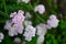 yarrow pink flowers Fresh, Wildflower , flowers, green background