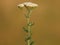 Yarrow plant blooming, Achillea millefolium