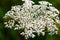 Yarrow plant flower head