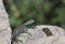 Yarrow\'s Spiny Lizard Profile